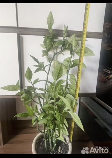 Педилантус