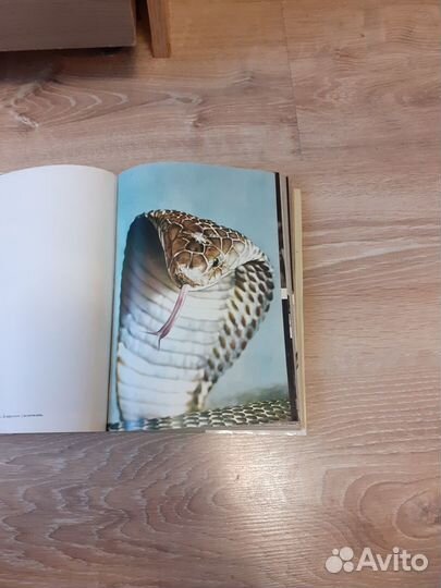 Иллюстрированная энциклопедия животных 1976 г