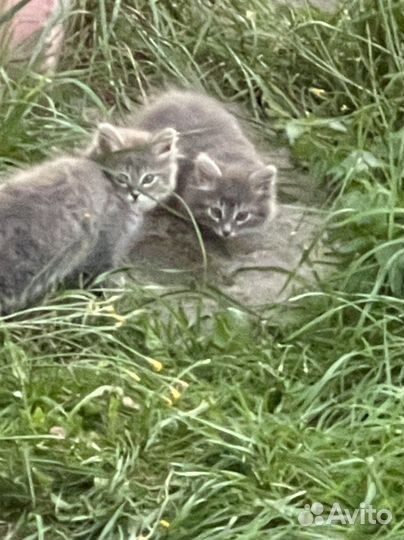 Котята