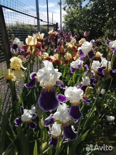 Ирис в ассортименте