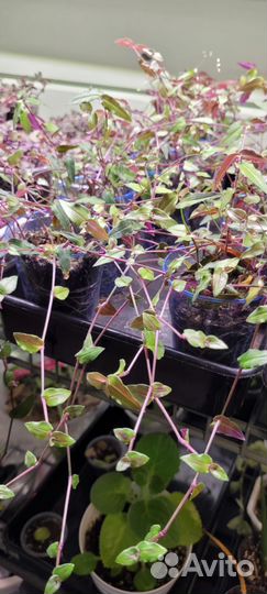 Традесканция