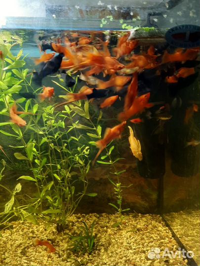 Гуппи,меченосцы,аквариумные растения