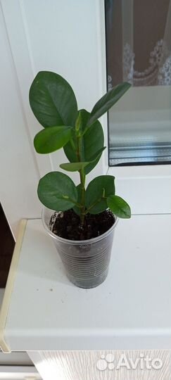 Фикус микрокарпа мокламе
