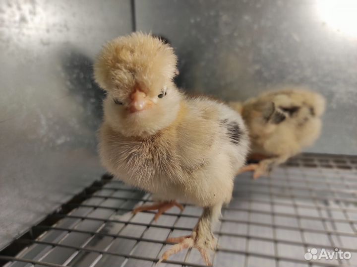 Алтайская Бентамка, чистая линия