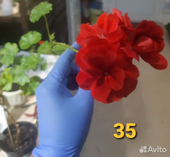 Пеларгония герань