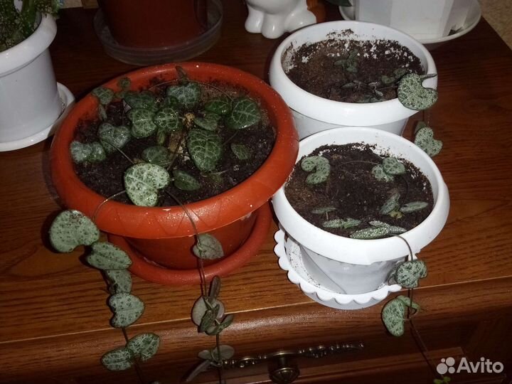 Комнатные цветы