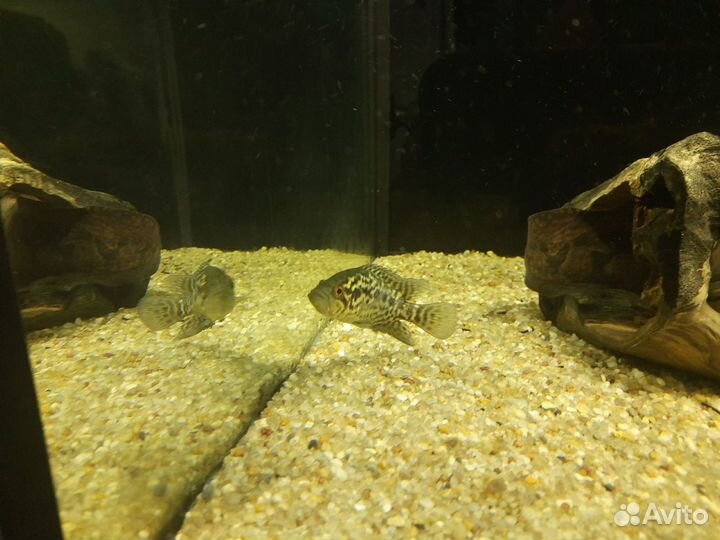 Аквариумные рыбки