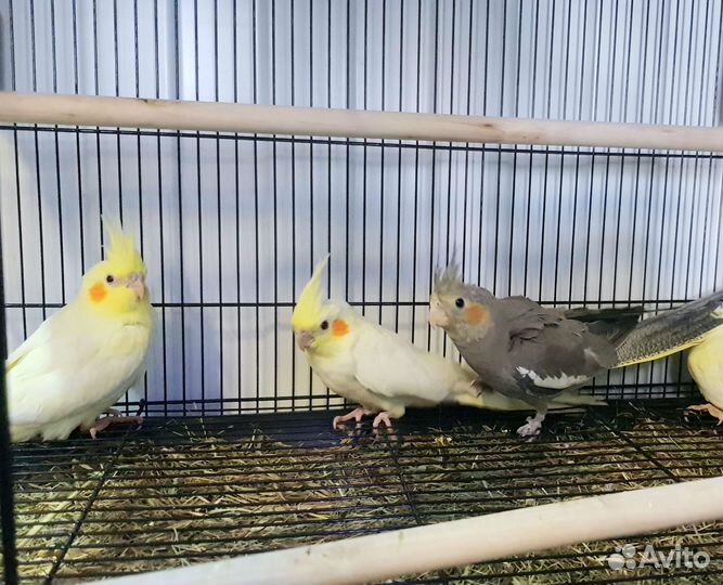 Попугай корелла