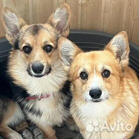 вельш корги - Купить недорого собаку или щенка🐕 в Белгородской области |  Цены на собак разных пород | Авито