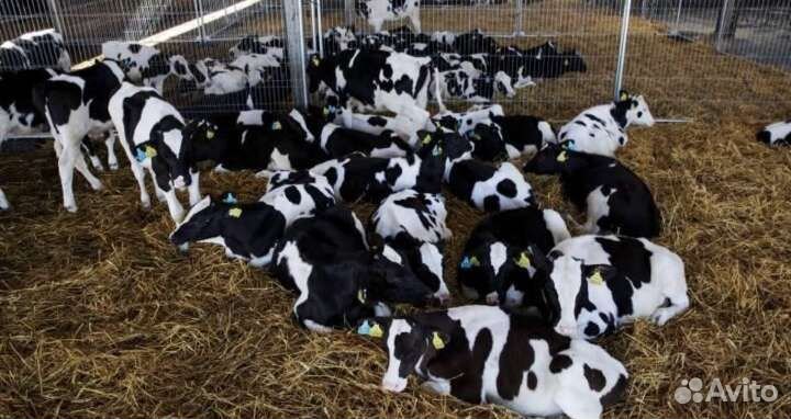 Бычки телята бесплатная доставка