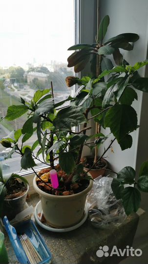 Гибискус китайская роза