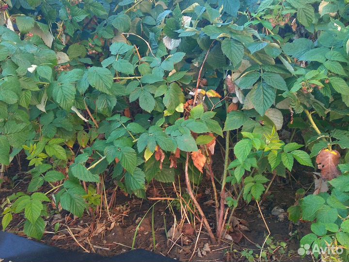 Рассада клубники и ремонтантной малины