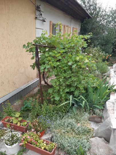 Дом 50 м² на участке 5 сот.