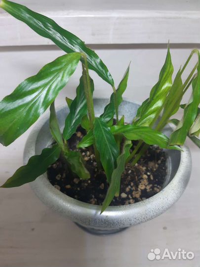 Крестовник, калатея Руфибарфа, кактус