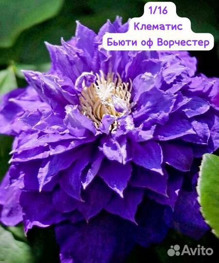 Саженцы клематиса