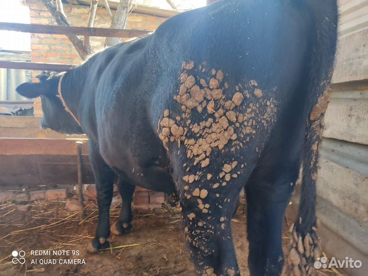 Бык 2 года