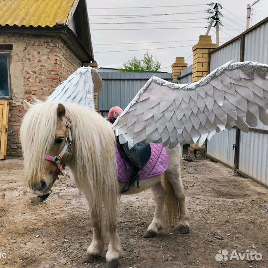 Пони