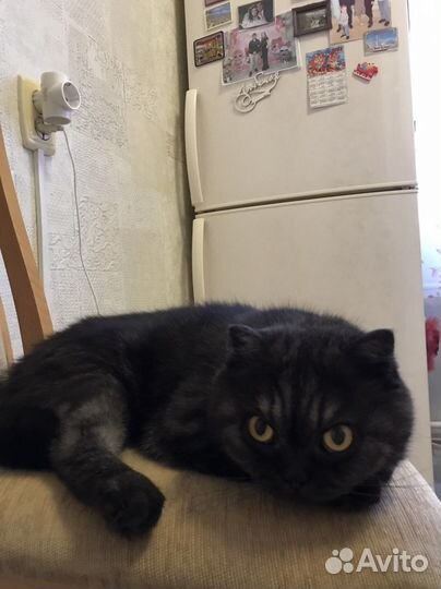 Шотландский вислоухий кот