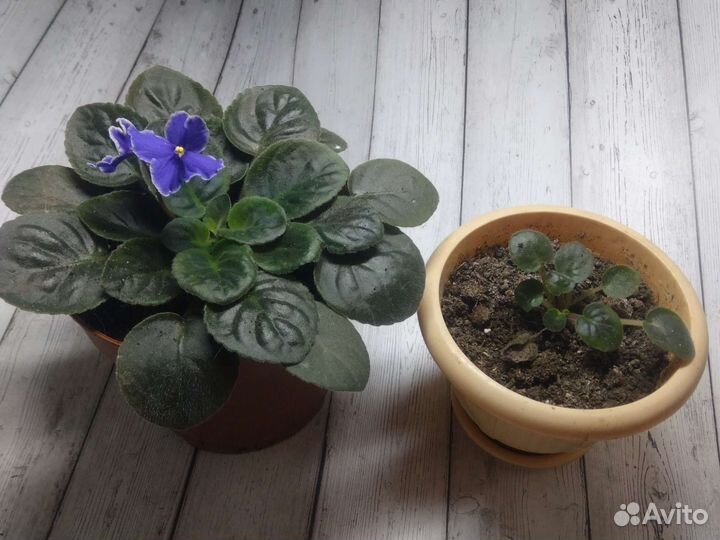 Фиалка детка