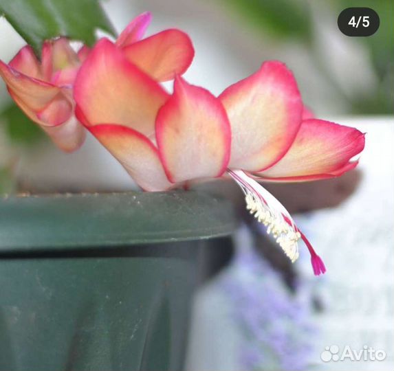 Декабрист сорт Самба Бразил