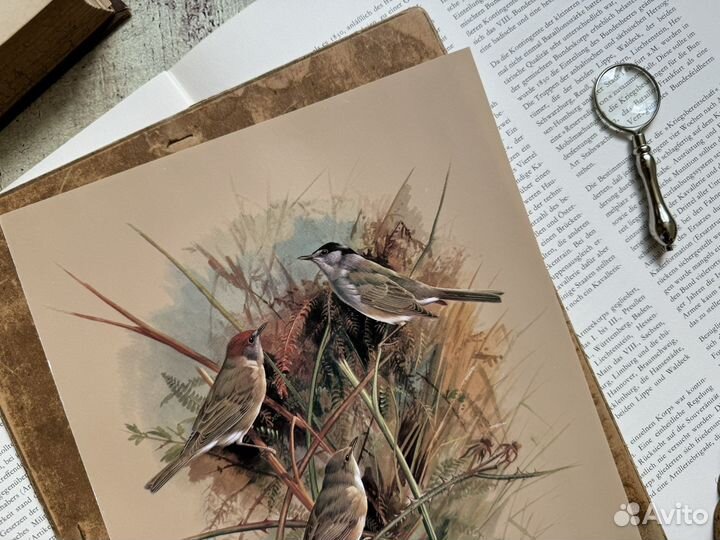 Репродукция. Птицы. Basil Ede. Славка