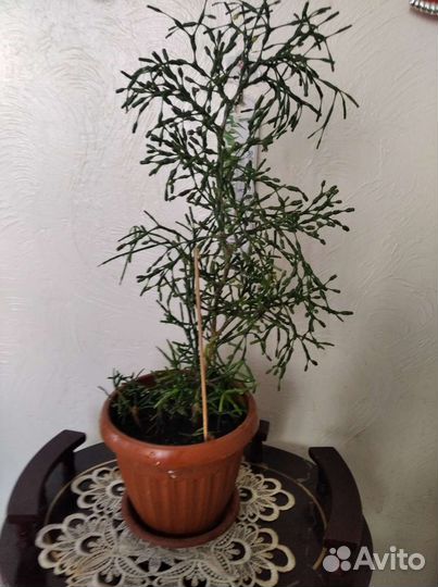 Лилия,хатиора, спатифиллум домино