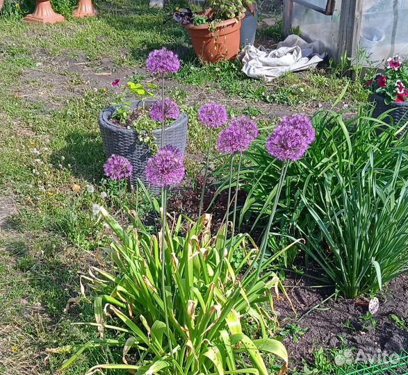 Декоративный лук