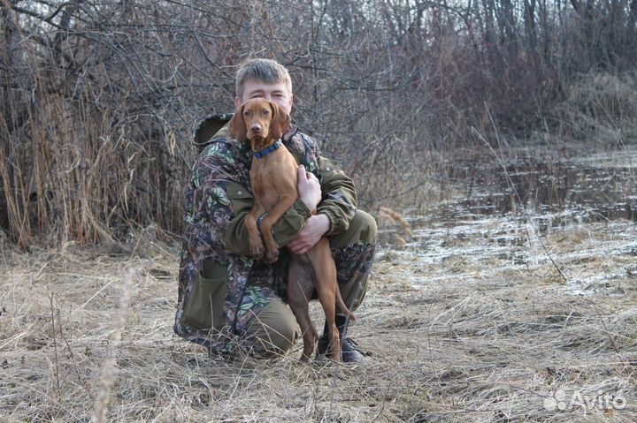 Дрессировка собак всех пород, опытный кинолог