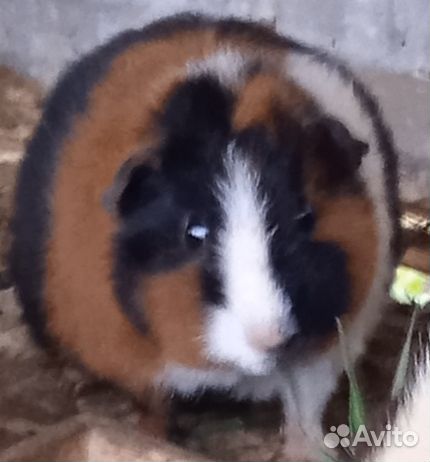 Морская свинка Тедди