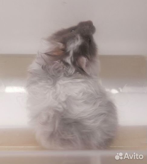 Сирийский хомяк малыши редких окрасов