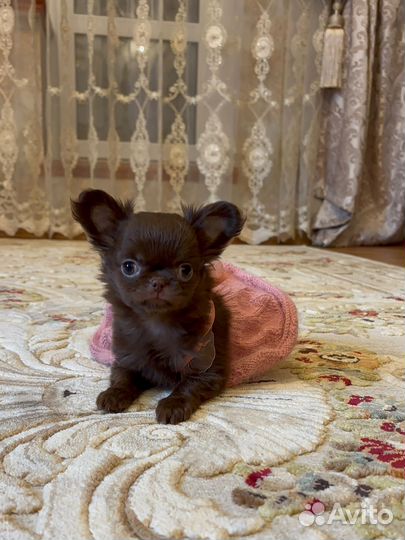 Девочка миничка