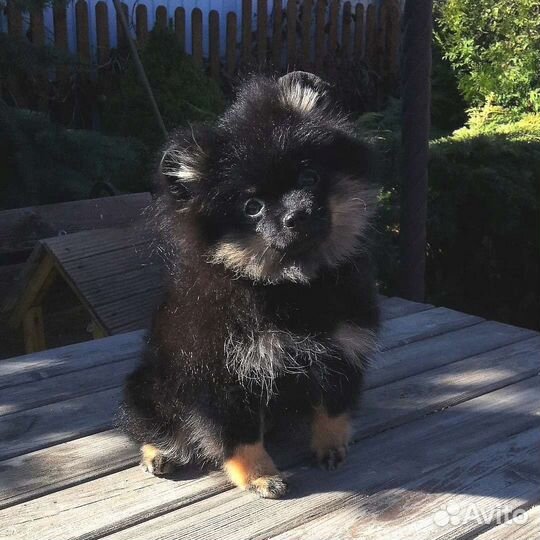 Померанский шпиц