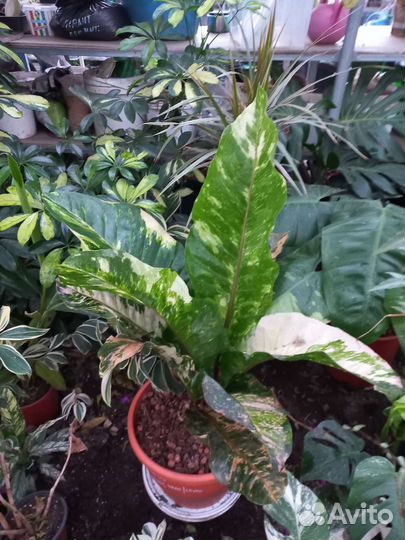 Антуриум вариегатный