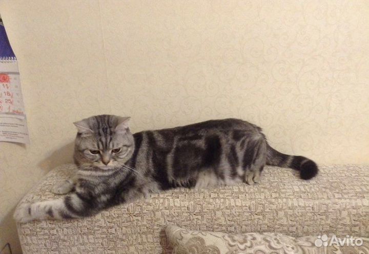 Вязка с шотландским котом