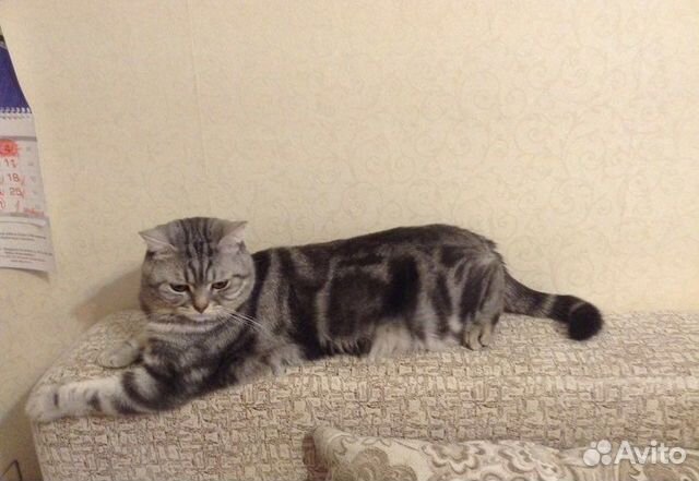 Вязка с шотландским котом