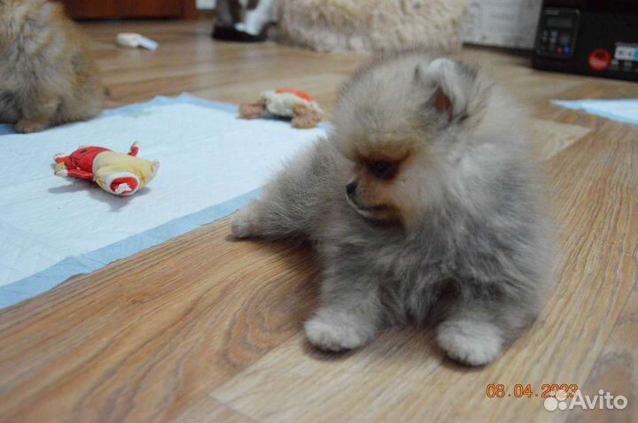 Померанский шпиц