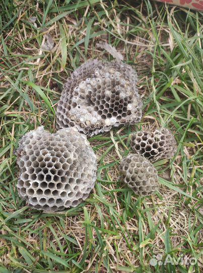 Осити-гнездище