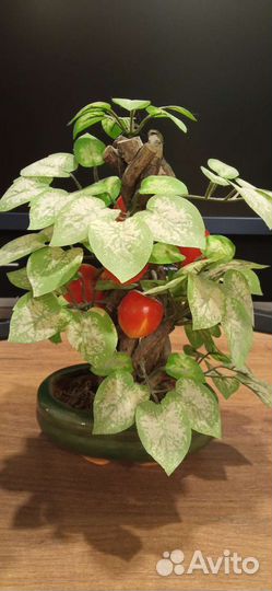 Бонсай в керамическом горшочке