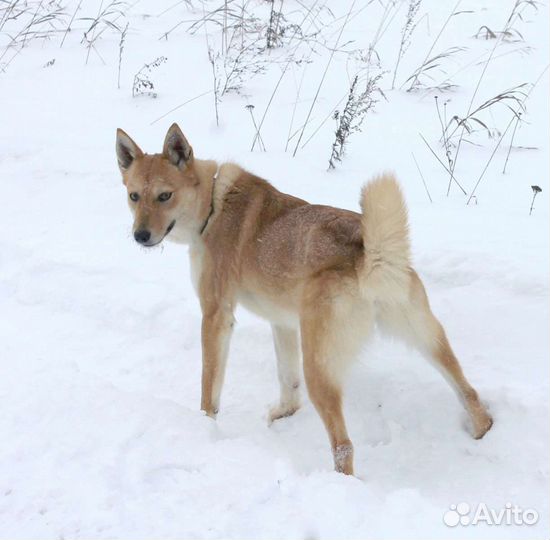 Беся