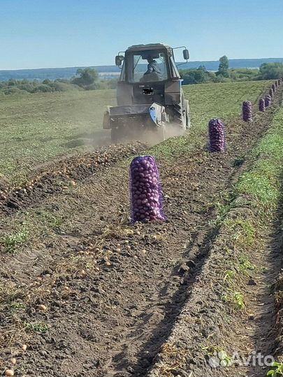 Картофель(красный и желтый)