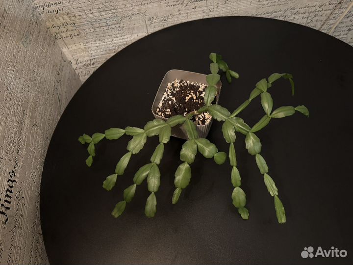 Розовый декабрист