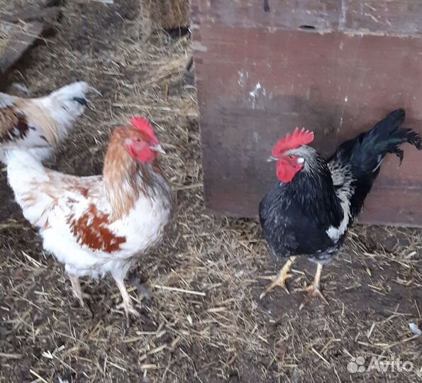 Петухи