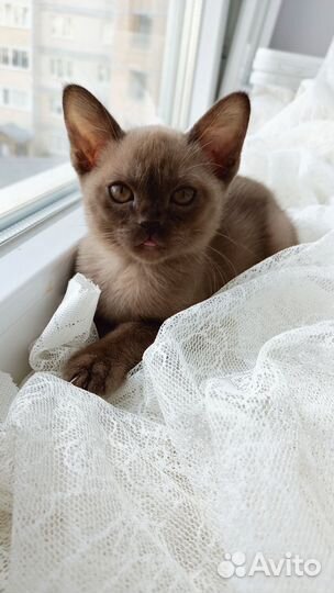 Бурманские котята