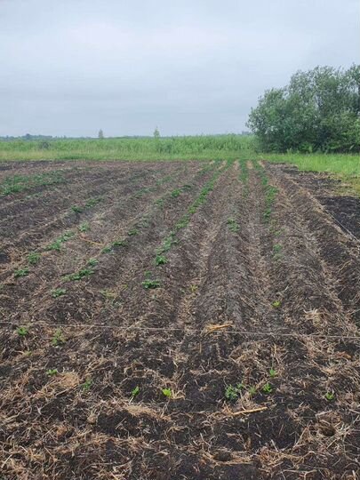 Участок 12,5 сот. (СНТ, ДНП)