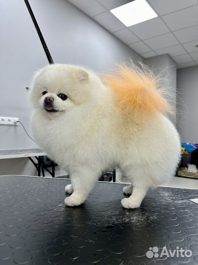 Грумер стрижка собак и кошек