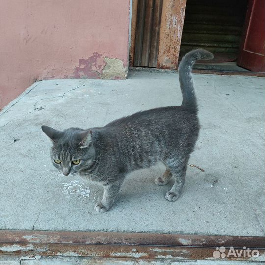 Кошка молодая