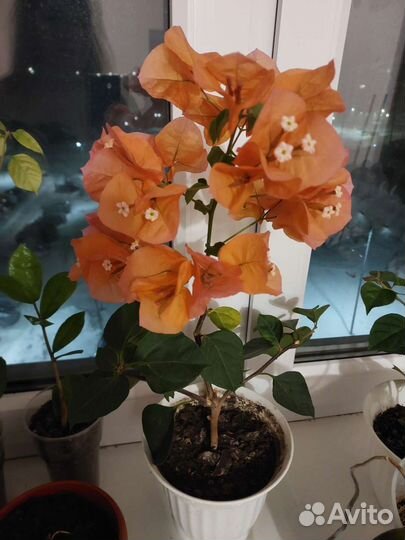 Бугенвиллия и др. цветы