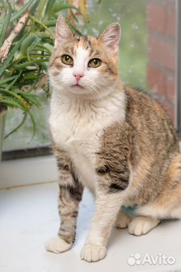 Молоденькая кошка, просто обожает людей