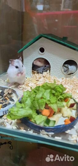 Хомяки джунгарские