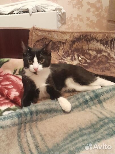 Котенок девочка в добрые руки